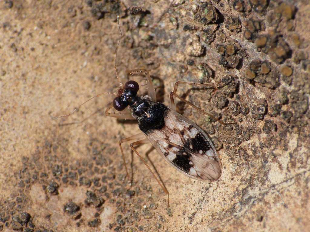 Leptopodidae: Leptopus hispanus del Lazio - Tolfa (RM)